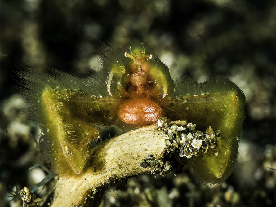 Oncinopus sp. 